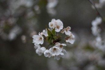 2017_04 Svojsíkův závod