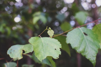 tc3a1bor-karlc3adk-tovc3a1rna-111